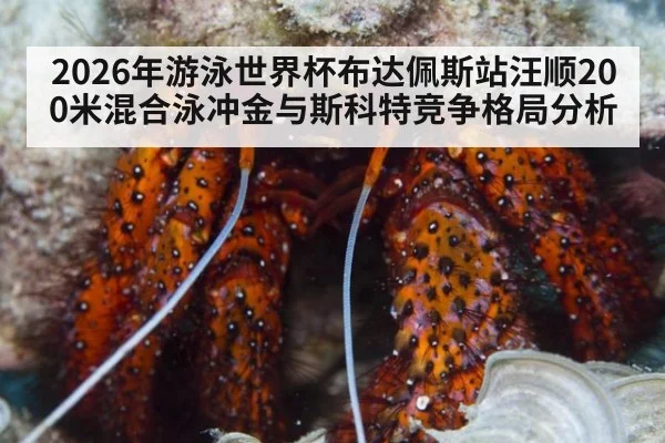 2026年游泳世界杯布达佩斯站汪顺200米混合泳冲金与斯科特竞争格局分析